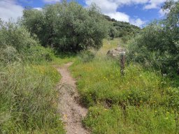 Flora del Cerro Masatrigo